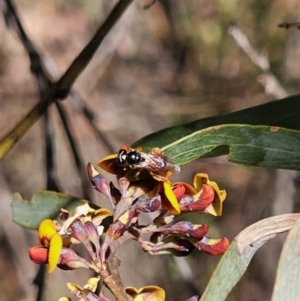 Exoneura sp. (genus) at Captains Flat, NSW - 18 Oct 2023
