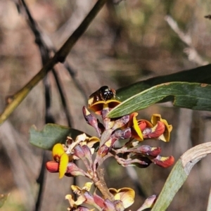 Exoneura sp. (genus) at Captains Flat, NSW - 18 Oct 2023