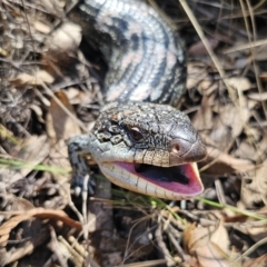 Tiliqua nigrolutea (Blotched Blue-tongue) at Captains Flat, NSW - 18 Oct 2023 by Csteele4