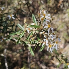 Olearia erubescens (Silky Daisybush) at Captains Flat, NSW - 18 Oct 2023 by Csteele4