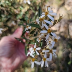 Olearia erubescens at Captains Flat, NSW - 18 Oct 2023