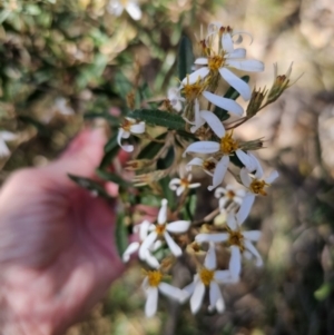 Olearia erubescens at Captains Flat, NSW - 18 Oct 2023 01:43 PM