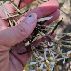 Olearia erubescens at Captains Flat, NSW - 18 Oct 2023