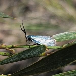 Pollanisus (genus) at Captains Flat, NSW - 18 Oct 2023