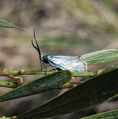 Pollanisus (genus) (A Forester Moth) at Captains Flat, NSW - 18 Oct 2023 by Csteele4