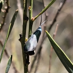 Pollanisus (genus) at Captains Flat, NSW - 18 Oct 2023