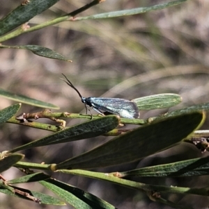 Pollanisus (genus) at Captains Flat, NSW - 18 Oct 2023