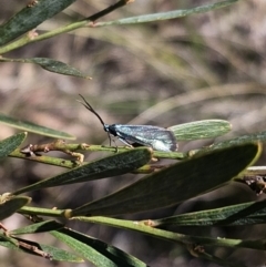 Pollanisus (genus) at Captains Flat, NSW - 18 Oct 2023