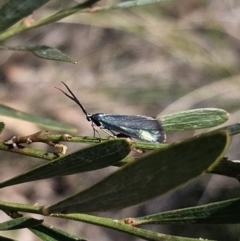 Pollanisus (genus) at Captains Flat, NSW - 18 Oct 2023