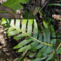 Blechnum nudum (Fishbone Water Fern) at QPRC LGA - 18 Oct 2023 by Csteele4