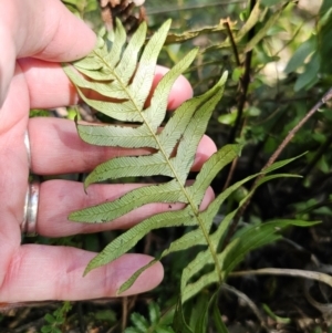 Blechnum nudum at Captains Flat, NSW - 18 Oct 2023