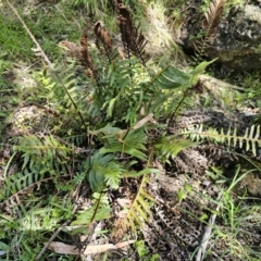 Blechnum nudum at Captains Flat, NSW - 18 Oct 2023