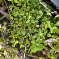 Adiantum aethiopicum (Common Maidenhair Fern) at QPRC LGA - 18 Oct 2023 by Csteele4