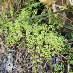 Adiantum aethiopicum at Captains Flat, NSW - suppressed