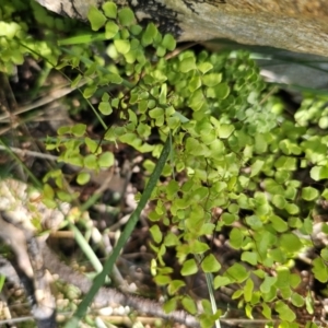 Adiantum aethiopicum at Captains Flat, NSW - suppressed