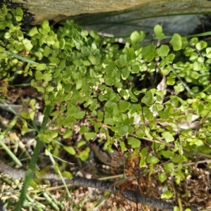 Adiantum aethiopicum at Captains Flat, NSW - suppressed