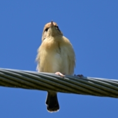 Cisticola exilis (Golden-headed Cisticola) at Fyshwick, ACT - 18 Oct 2023 by Thurstan