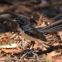 Rhipidura leucophrys (Willie Wagtail) at Wallum - 15 Oct 2023 by macmad