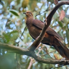 Macropygia phasianella (Brown Cuckoo-dove) at Wallum - 16 Oct 2023 by macmad