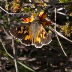 Trapezites phigalia (Heath Ochre) at Canberra Central, ACT - 18 Oct 2023 by Roger