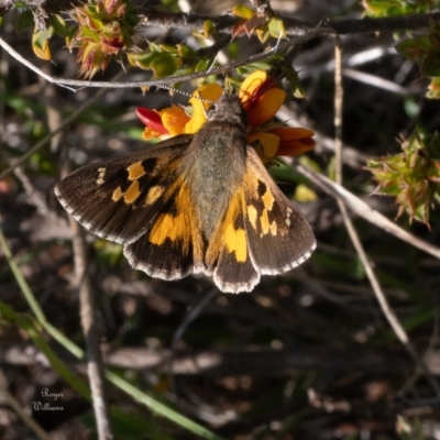 Trapezites phigalia (Heath Ochre) at Canberra Central, ACT - 18 Oct 2023 by Roger