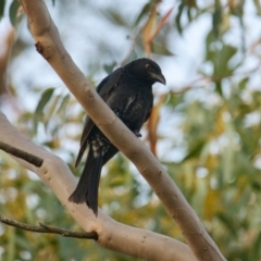 Dicrurus bracteatus (Spangled Drongo) at Brunswick Heads, NSW - 16 Oct 2023 by macmad