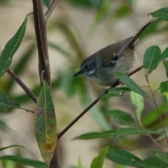 Sericornis frontalis (White-browed Scrubwren) at Wallum - 16 Oct 2023 by macmad