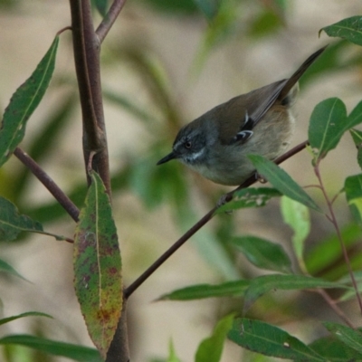 Sericornis frontalis (White-browed Scrubwren) at Wallum - 17 Oct 2023 by macmad