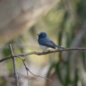 Myiagra rubecula at Brunswick Heads, NSW - 17 Oct 2023 06:20 AM