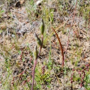 Thelymitra sp. at Isaacs, ACT - 18 Oct 2023