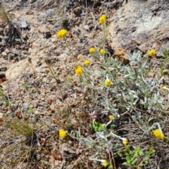 Chrysocephalum apiculatum (Common Everlasting) at Isaacs Ridge and Nearby - 18 Oct 2023 by Mike