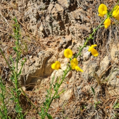 Cytisus scoparius subsp. scoparius (Scotch Broom, Broom, English Broom) at Isaacs Ridge and Nearby - 18 Oct 2023 by Mike