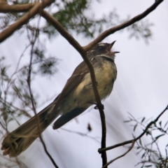 Rhipidura albiscapa (Grey Fantail) at Brunswick Heads, NSW - 17 Oct 2023 by macmad