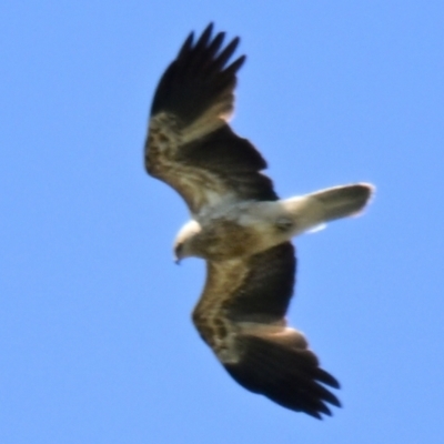 Haliastur sphenurus (Whistling Kite) at Jerrabomberra Wetlands - 18 Oct 2023 by Thurstan