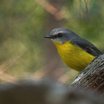 Eopsaltria australis (Eastern Yellow Robin) at Brunswick Heads, NSW - 16 Oct 2023 by macmad