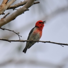 Myzomela sanguinolenta (Scarlet Honeyeater) at Wallum - 16 Oct 2023 by macmad