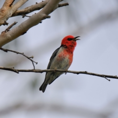 Myzomela sanguinolenta (Scarlet Honeyeater) at Brunswick Heads, NSW - 16 Oct 2023 by macmad