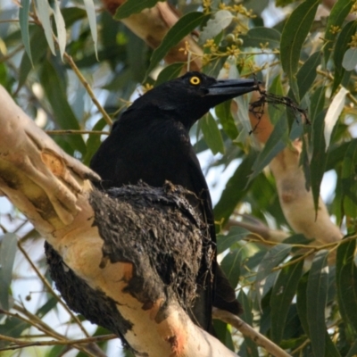 Strepera graculina (Pied Currawong) at Brunswick Heads, NSW - 17 Oct 2023 by macmad