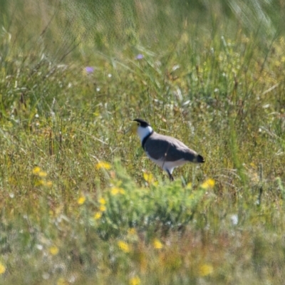 Vanellus miles (Masked Lapwing) at Wallum - 14 Oct 2023 by macmad