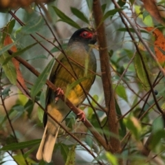 Sphecotheres vieilloti (Australasian Figbird) at Wallum - 16 Oct 2023 by macmad