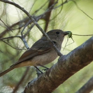 Pachycephala pectoralis at Brunswick Heads, NSW - 18 Oct 2023