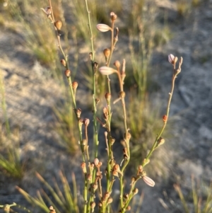 Asphodelus fistulosus at Mungo, NSW - 14 Oct 2023