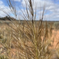 Austrostipa sp. (A Corkscrew Grass) at Mungo National Park - 15 Oct 2023 by Ange