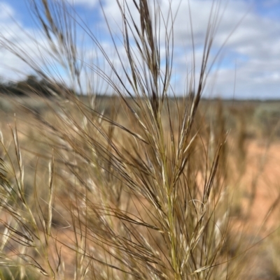Austrostipa sp. (A Corkscrew Grass) at Mungo, NSW - 14 Oct 2023 by Ange