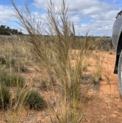 Austrostipa sp. at Mungo, NSW - 15 Oct 2023 10:47 AM