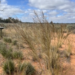 Austrostipa sp. at Mungo, NSW - 15 Oct 2023 10:47 AM