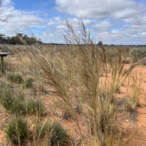 Austrostipa sp. at Mungo, NSW - 15 Oct 2023 10:47 AM