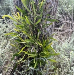 Alectryon oleifolius (Inland Rosewood, Cattle Bush) at Mungo, NSW - 14 Oct 2023 by Ange