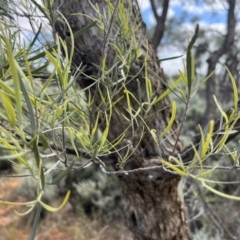 Alectryon oleifolius at Mungo National Park - 15 Oct 2023 10:48 AM