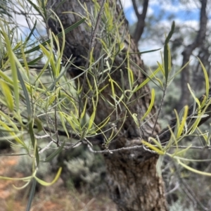 Alectryon oleifolius at Mungo National Park - 15 Oct 2023